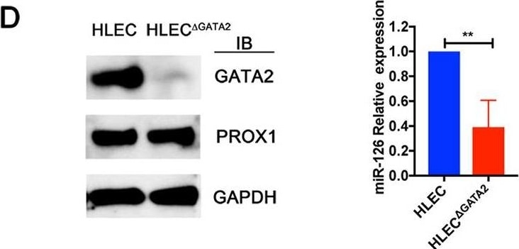 Detection of Mouse Prox1 by Western Blot