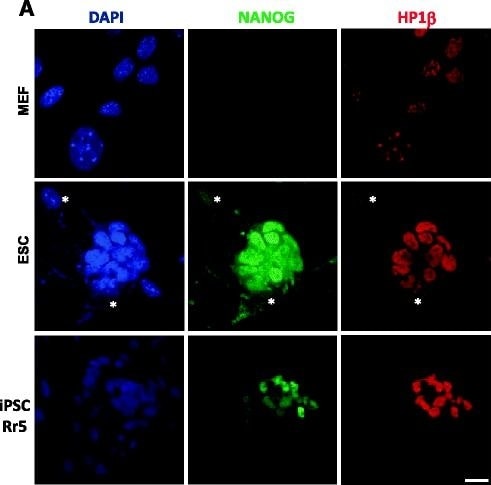 Detection of Mouse Nanog by Immunocytochemistry/Immunofluorescence