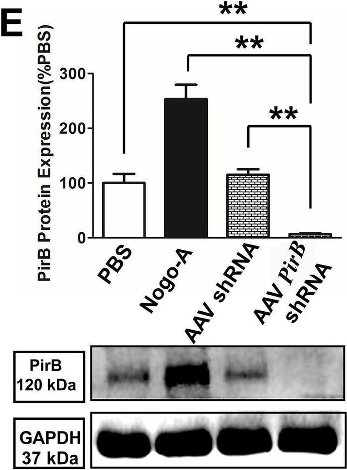 Detection of PIR-B by Western Blot