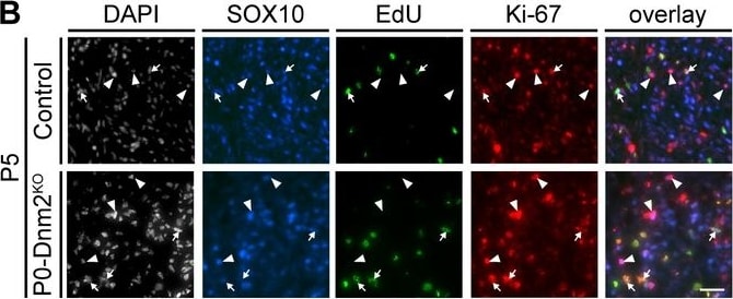 Detection of Mouse SOX10 by Immunocytochemistry/Immunofluorescence