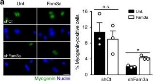 Detection of FAM3A by Immunocytochemistry/ Immunofluorescence
