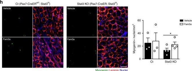 Detection of FAM3A by Immunohistochemistry