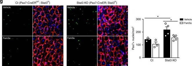 Detection of FAM3A by Immunohistochemistry