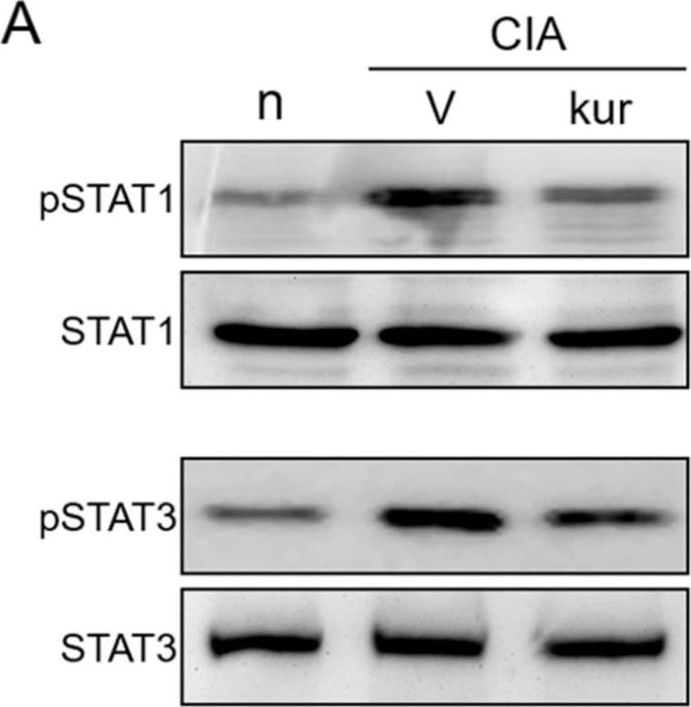 Detection of Mouse STAT1 by Western Blot