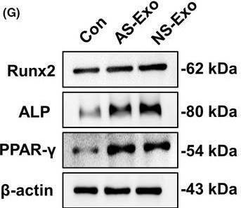 Detection of Alkaline Phosphatase/ALPL by Western Blot