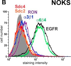 Detection of Syndecan-4 by Flow Cytometry