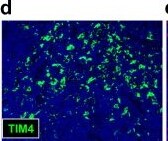 Detection of TIM-4 by Immunohistochemistry