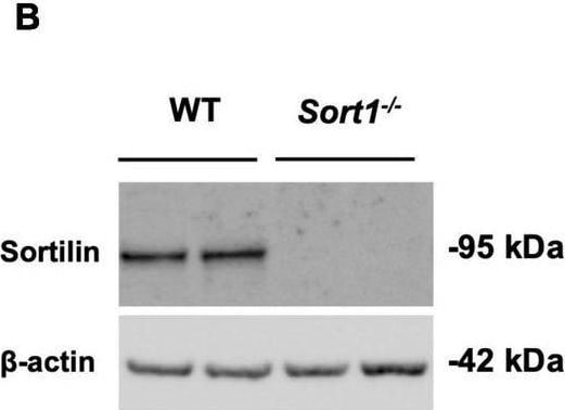 Detection of Mouse Sortilin by Western Blot
