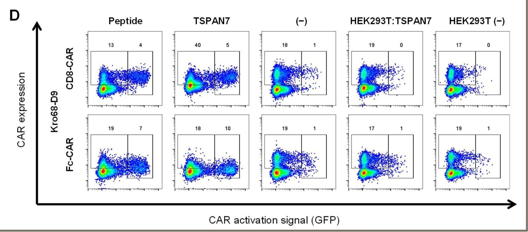 Detection of TSPAN7 by Flow Cytometry