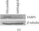 Detection of Human BTLA/CD272 by Western Blot