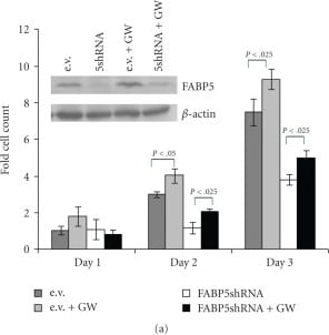 Detection of Human BTLA/CD272 by Western Blot