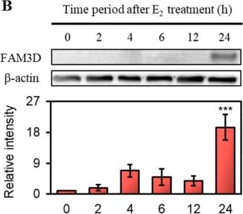 Detection of FAM3D by Western Blot