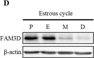 Detection of FAM3D by Western Blot