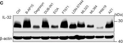 Detection of IL-32 by Western Blot
