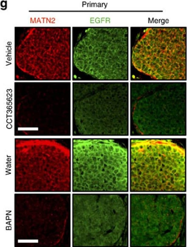 Detection of Mouse Matrilin-2 by Immunohistochemistry