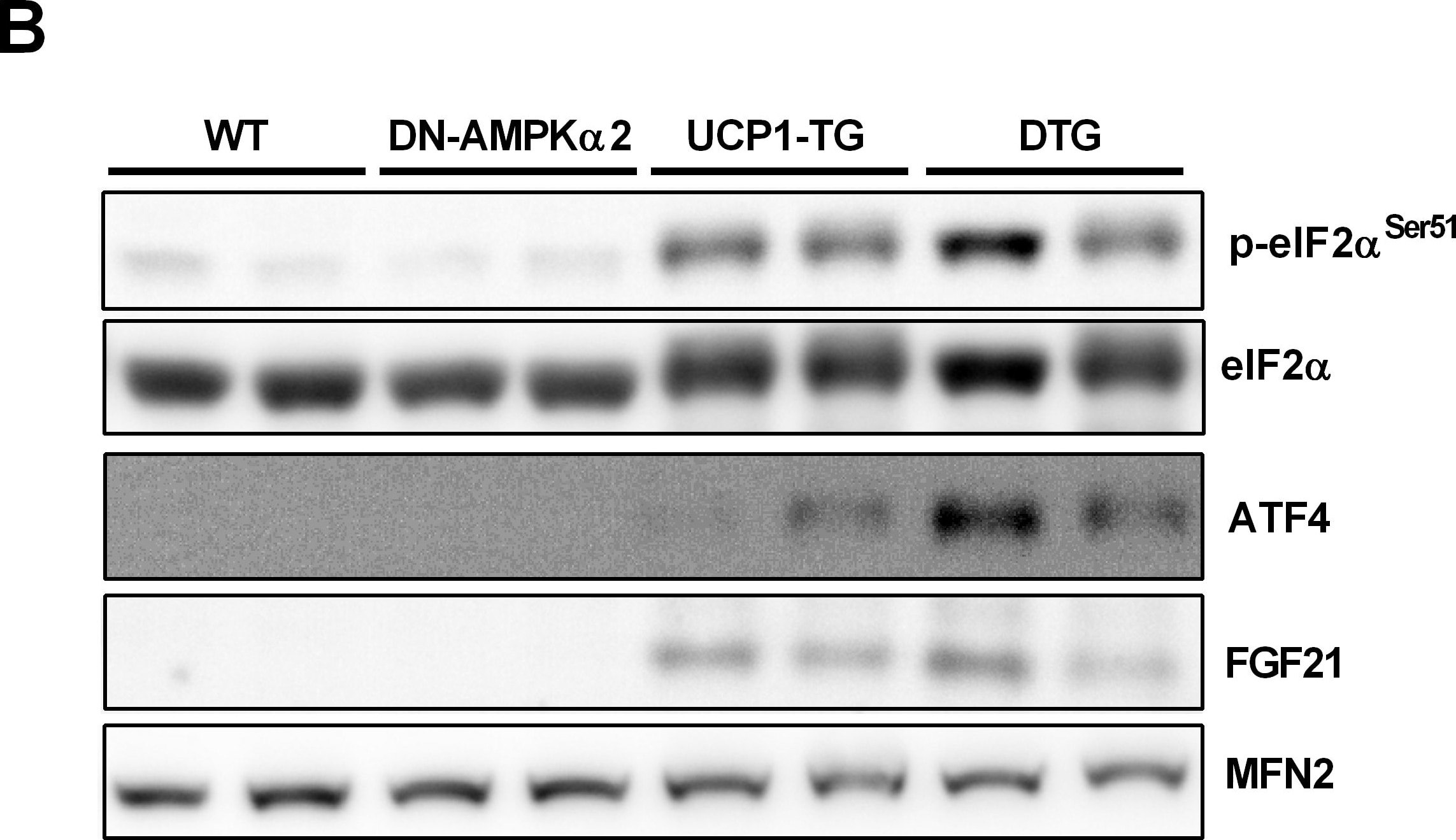 Detection of Mouse Mouse FGF-21 Antibody by Western Blot