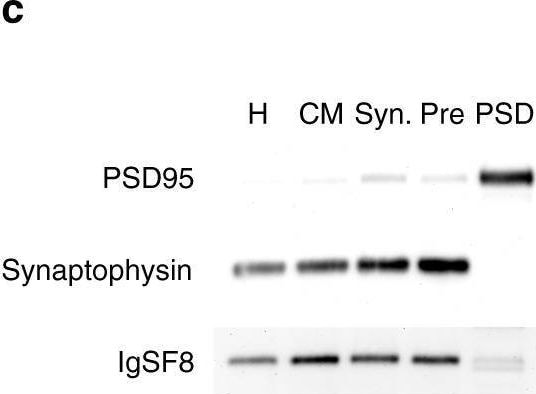 Detection of ddwg3ktel9nkoy7vgzxf.jpg by Western Blot