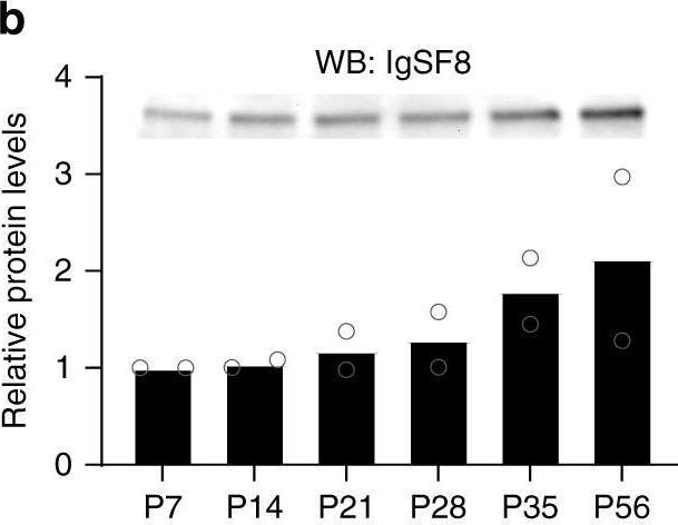 Detection of IGSF8/CD316 by Western Blot