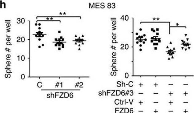 Detection of Frizzled-6 by Flow Cytometry