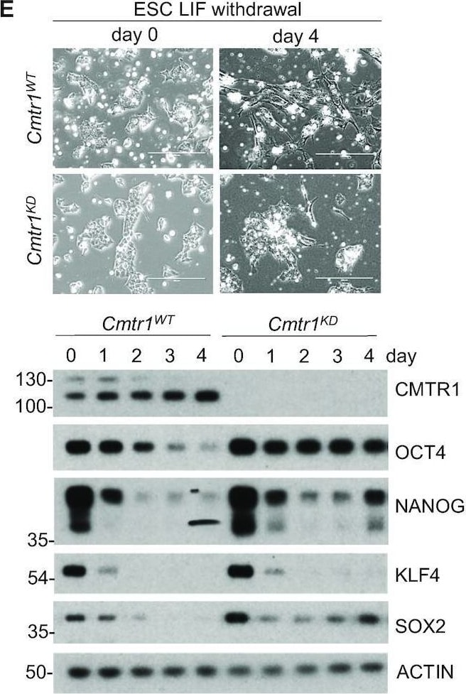 Detection of KLF4 by Western Blot