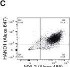 Detection of HAND1 by Flow Cytometry