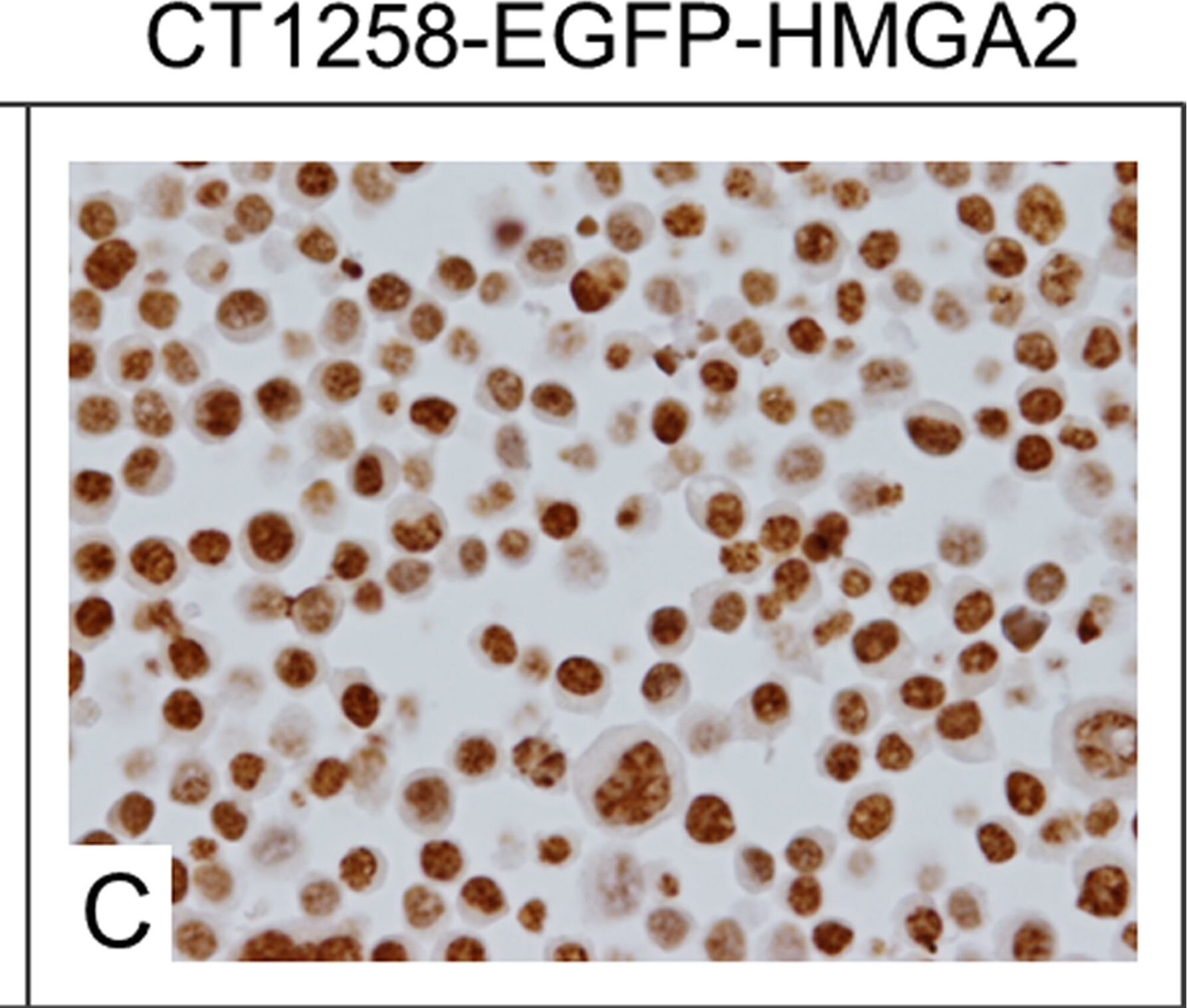 Detection of Canine HMGA2 by Immunocytochemistry/Immunofluorescence