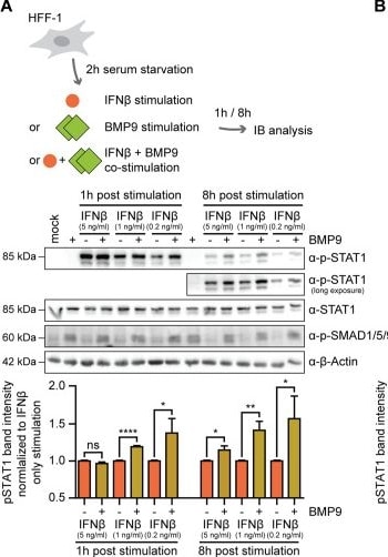 Detection of BMP-9 by Western Blot