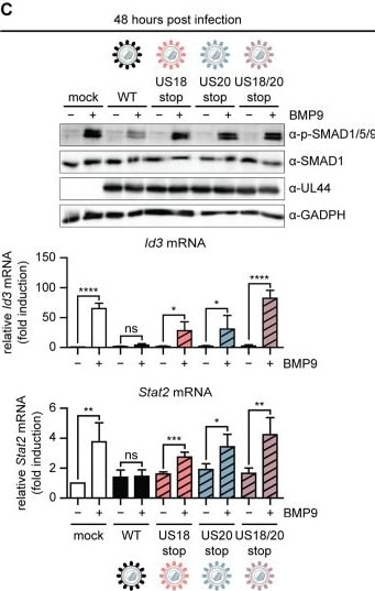 Detection of BMP-9 by Western Blot