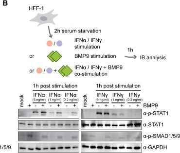 Detection of BMP-9 by Western Blot