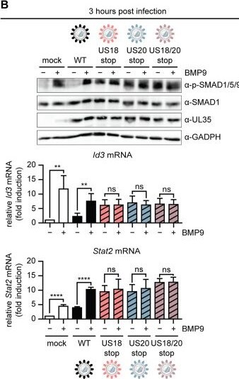 Detection of BMP-9 by Western Blot