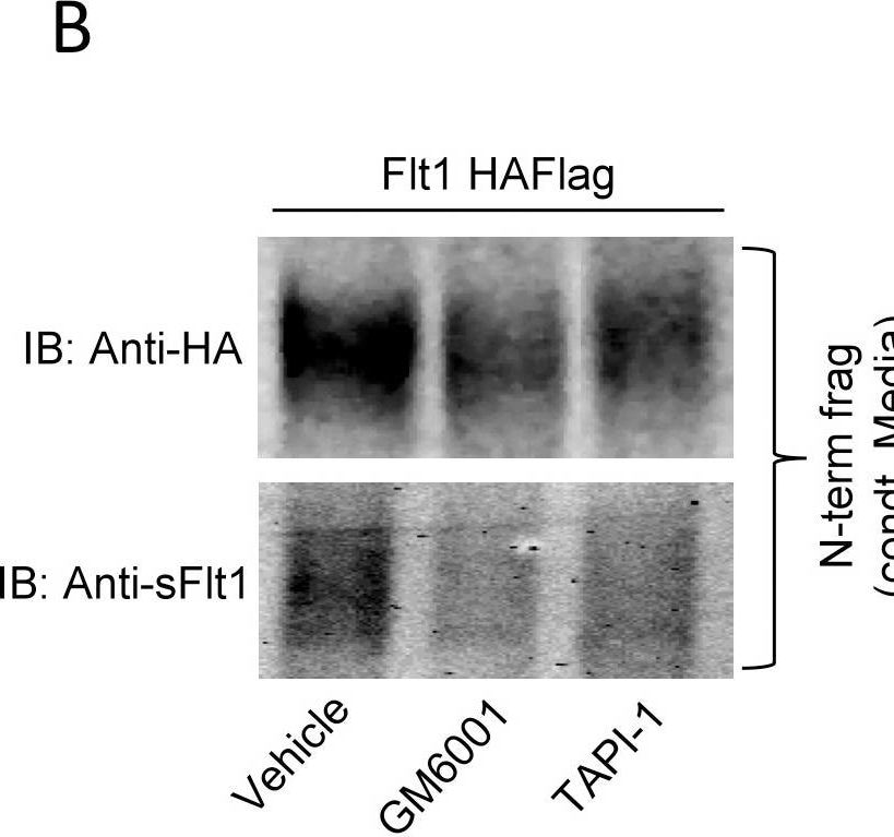 Human VEGFR1/Flt-1 Antibody AF321: R&D Systems