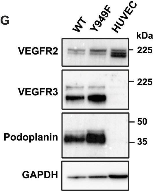 Detection of Mouse Podoplanin by Western Blot