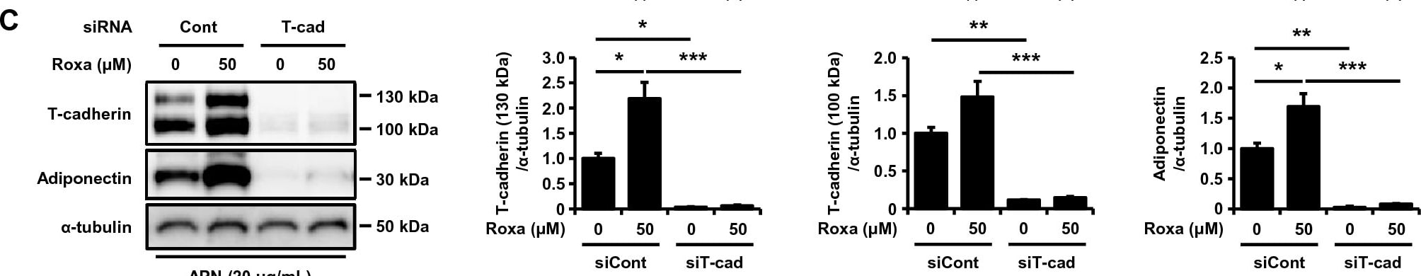 Detection of Cadherin-13 by Western Blot