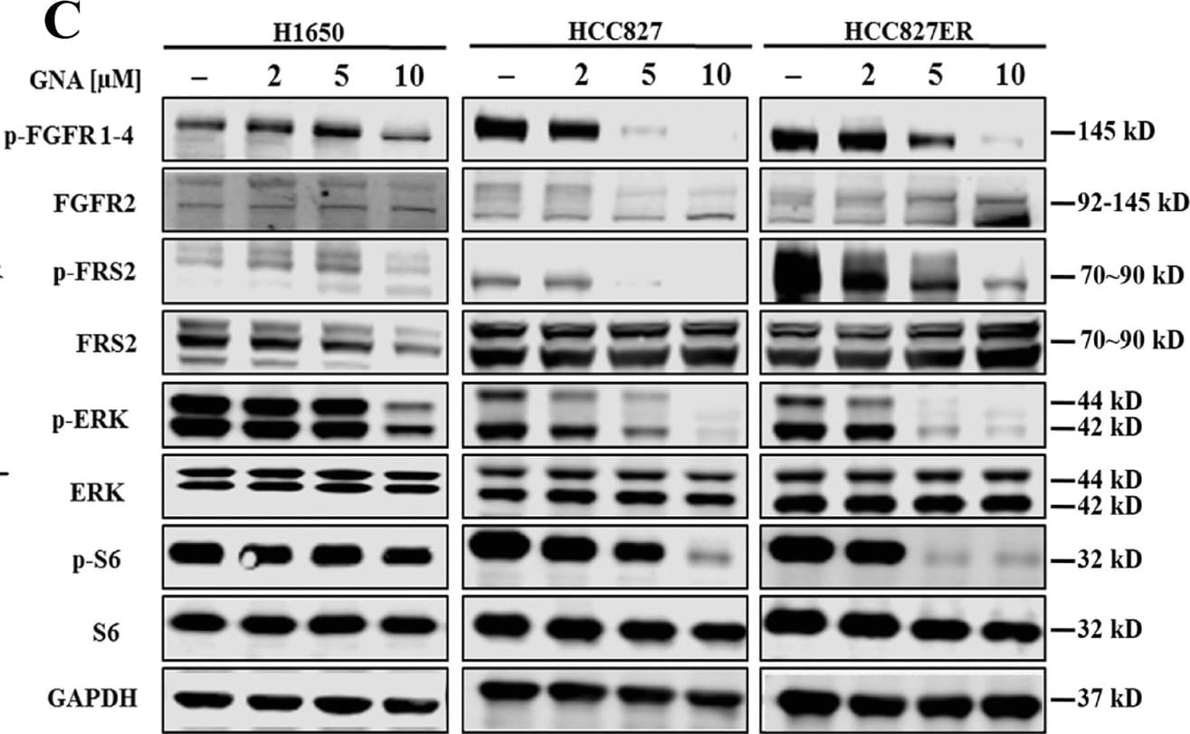 Detection of Phospho-FGFR1-4 (Y653/Y654) by Western Blot