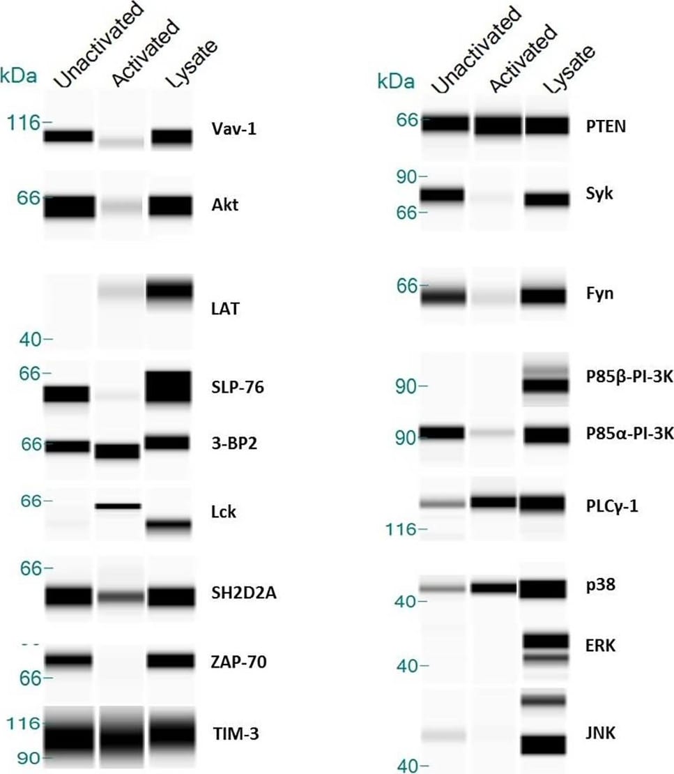 Detection of Human PLC-gamma 1 by Simple Western