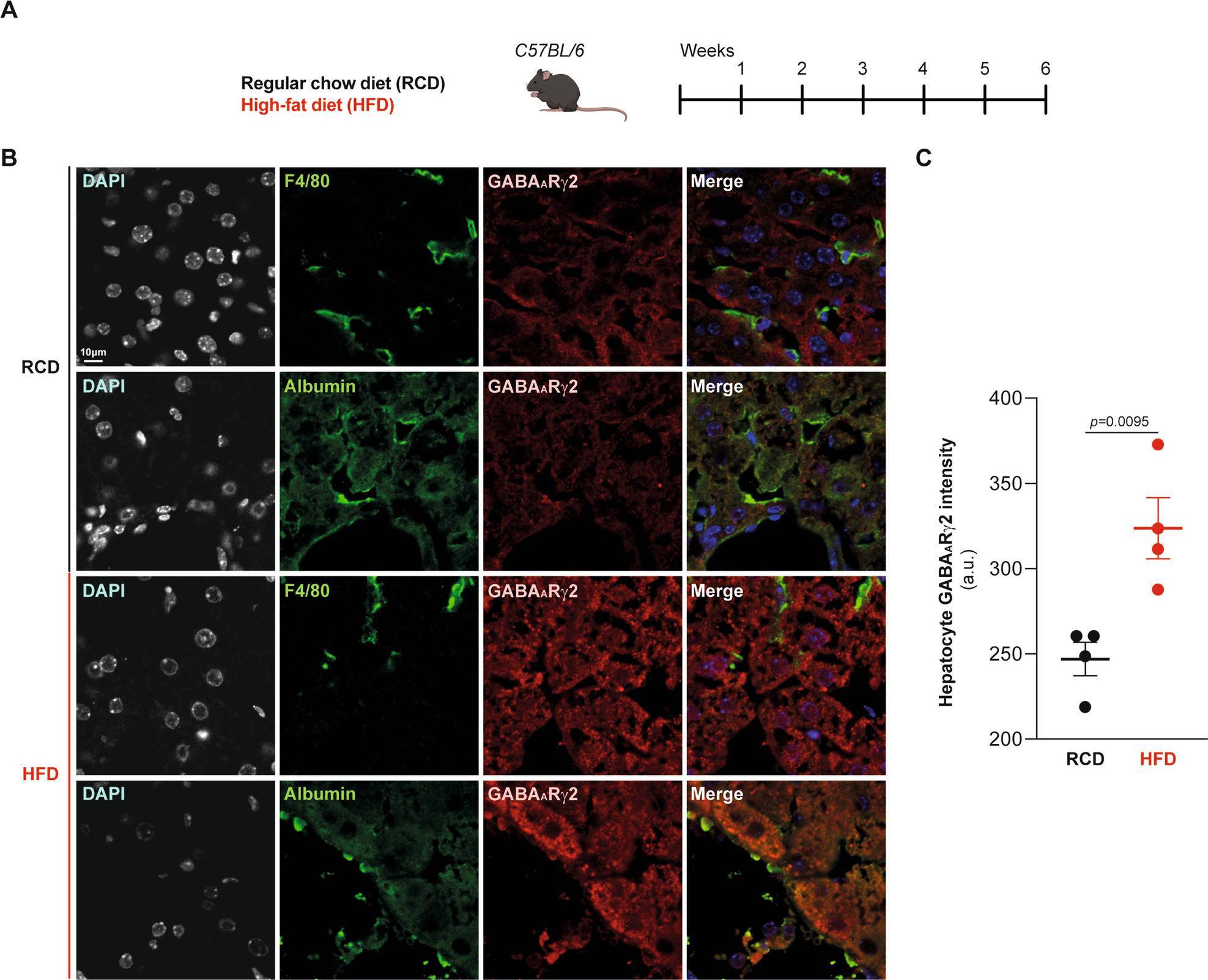 Detection of Serum Albumin by Immunocytochemistry/ Immunofluorescence