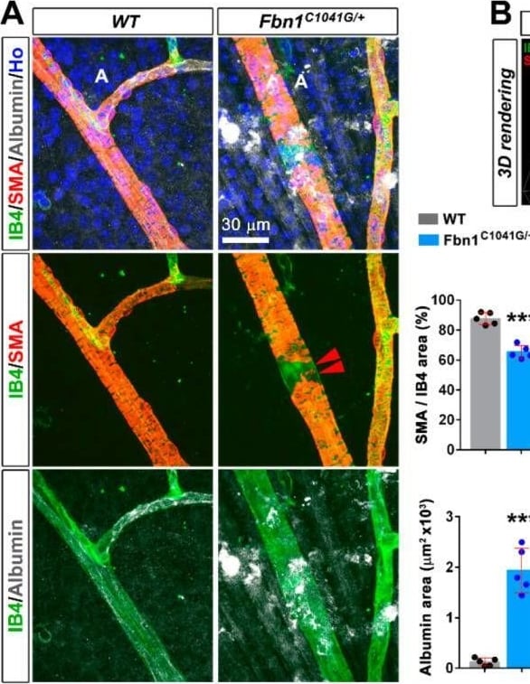 Detection of Serum Albumin by Immunohistochemistry
