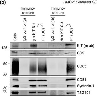 Detection of CD117/c-kit by Western Blot