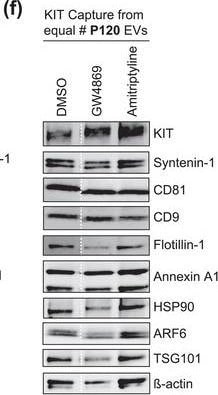 Detection of CD117/c-kit by Western Blot