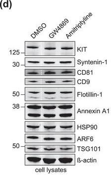 Detection of CD117/c-kit by Western Blot