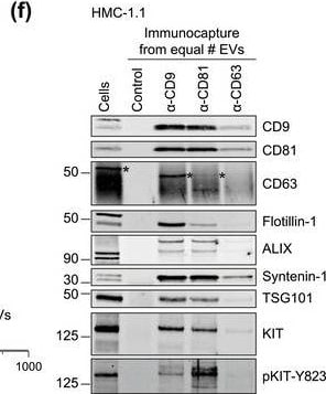 Detection of CD117/c-kit by Western Blot