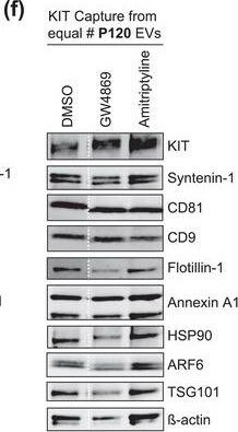 Detection of CD117/c-kit by Western Blot
