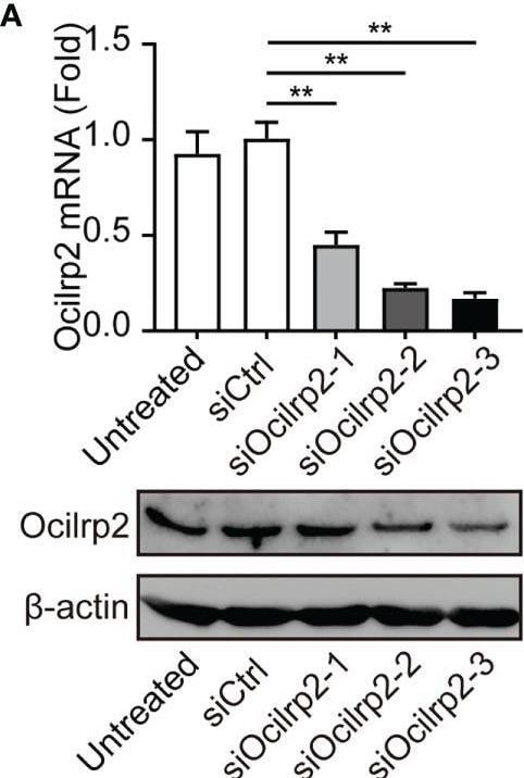 Detection of OCILRP2/CLEC2i by Western Blot