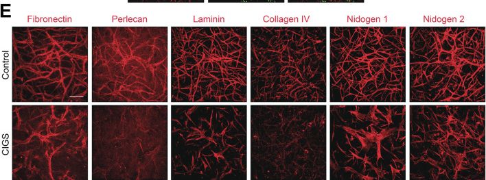 Detection of Nidogen-2 by Immunohistochemistry