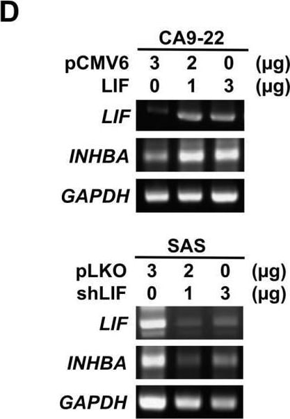 Detection of Activin A  beta A subunit by Western Blot