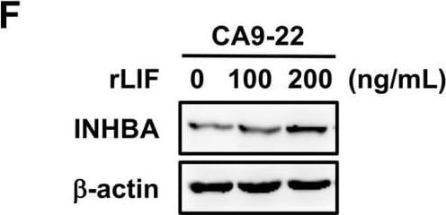 Detection of Activin A  beta A subunit by Western Blot