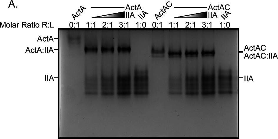 Detection of Activin A  beta A subunit by Western Blot