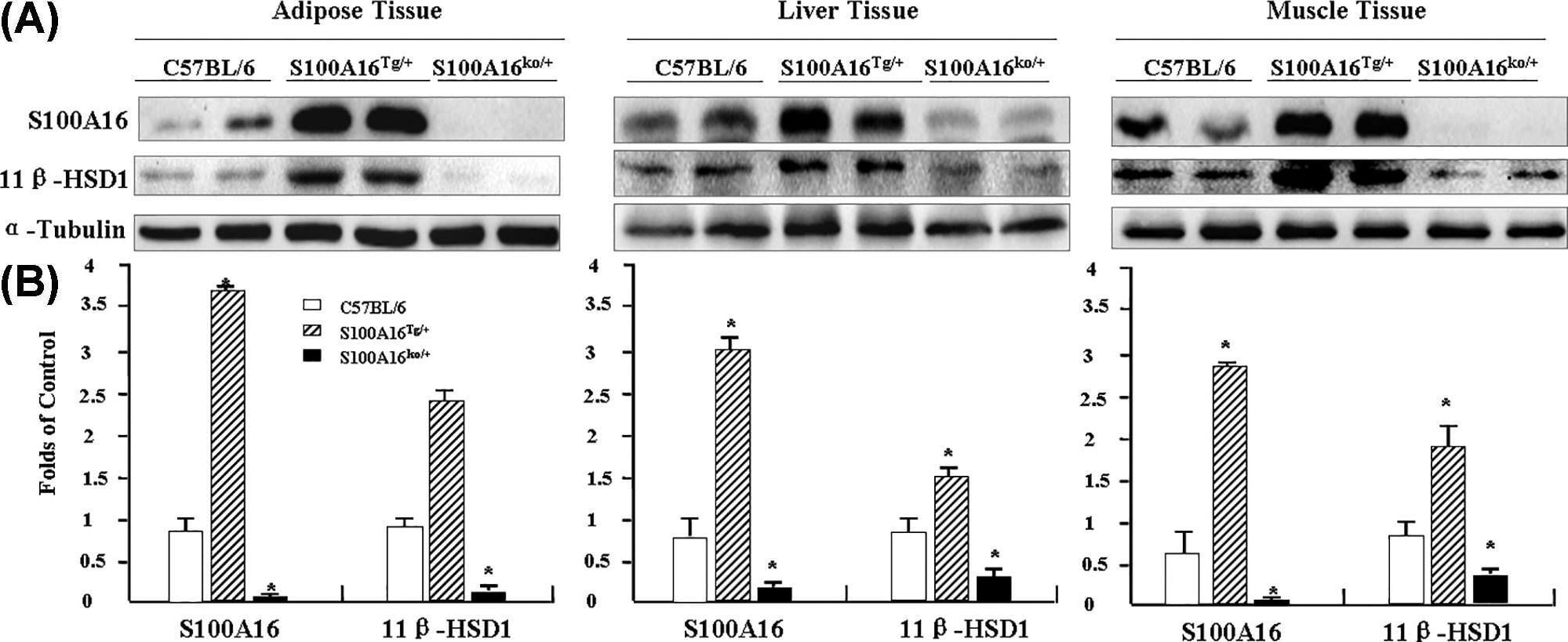 Detection of 11 beta-HSD1 by Western Blot