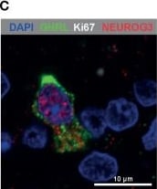 Detection of Neurogenin-3 by Immunocytochemistry/ Immunofluorescence