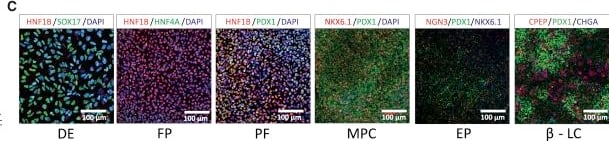 Detection of Neurogenin-3 by Immunohistochemistry
